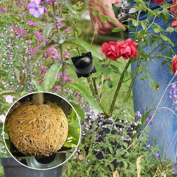 Plant Root Propagation Box in a Set of 5