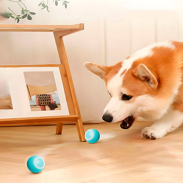 Interactive, Automatically Rolling Pet Ball