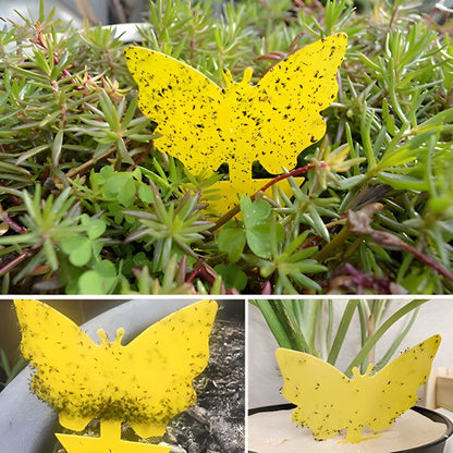 Sticky Traps for Flies & Insects