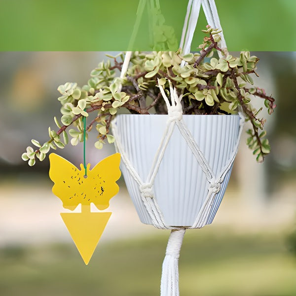 Sticky Traps for Flies & Insects