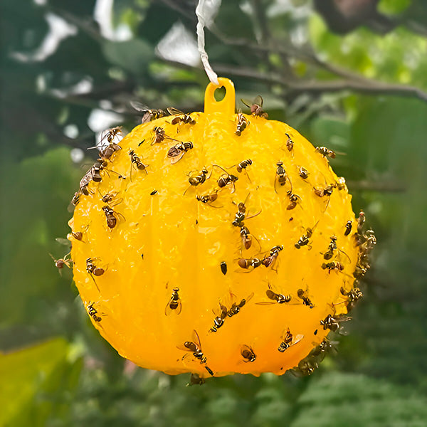 Hanging Fly Trap with Adhesive Layer (6 Pieces)