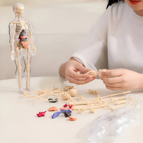 Detailed 3d Anatomical Model
