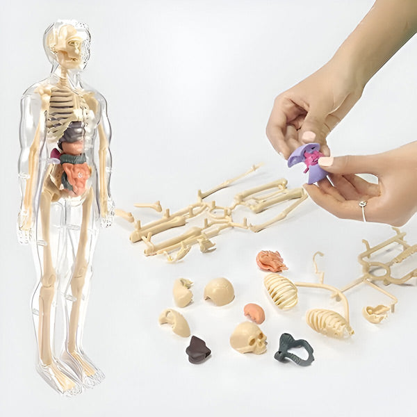 Detailed 3d Anatomical Model