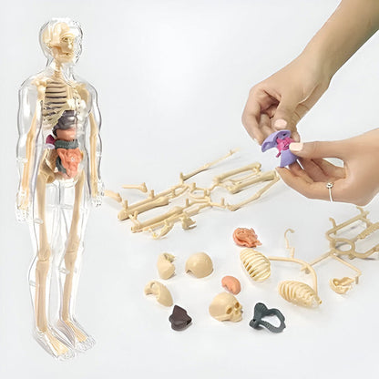 Detailed 3d Anatomical Model