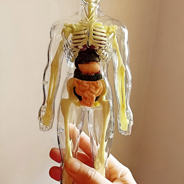Detailed 3d Anatomical Model