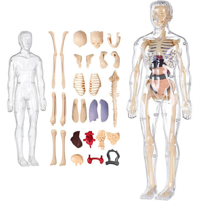 Detailed 3d Anatomical Model