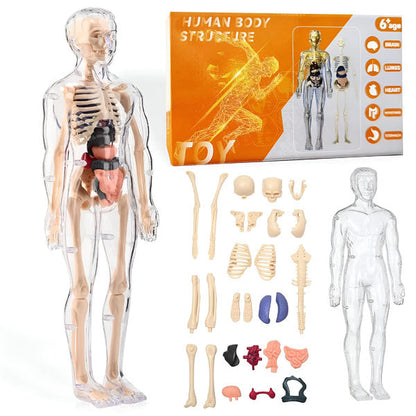 Detailed 3d Anatomical Model