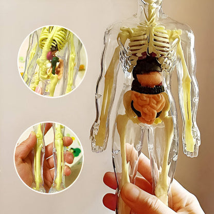 Detailed 3d Anatomical Model
