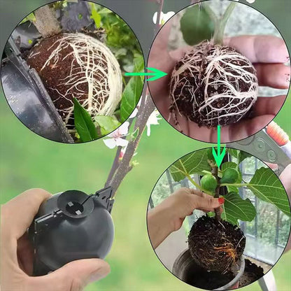 Plant Root Propagation Box in a Set of 5