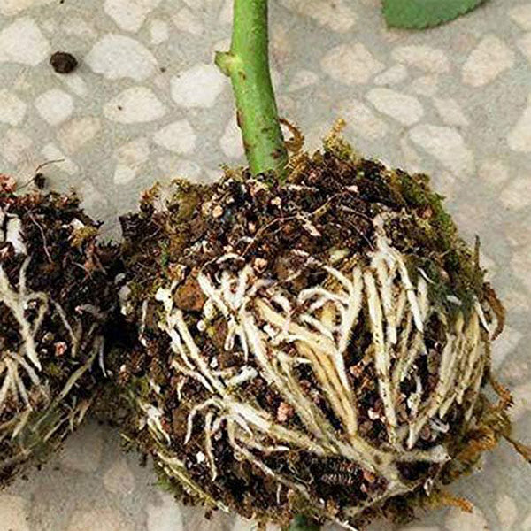 Plant Root Propagation Box in a Set of 5