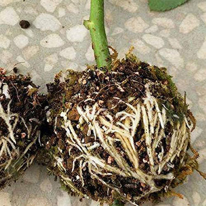 Plant Root Propagation Box in a Set of 5