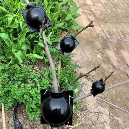 Plant Root Propagation Box in a Set of 5