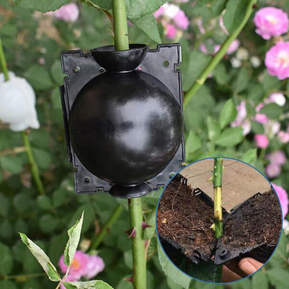 Plant Root Propagation Box in a Set of 5