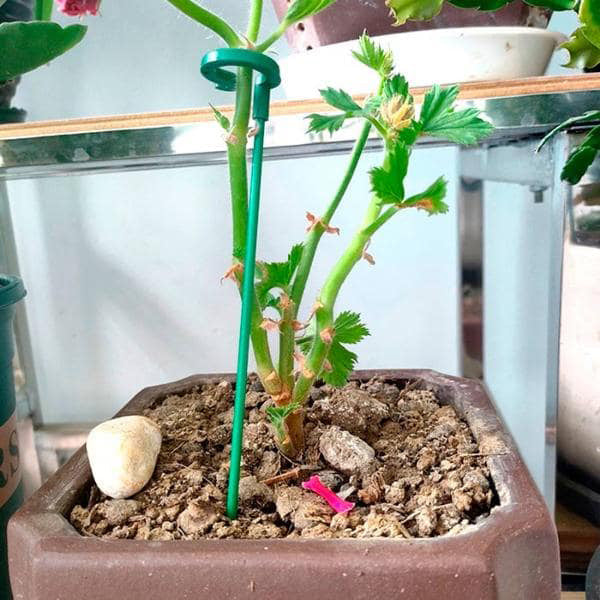 Adjustable Plant Supports (20 Pieces)