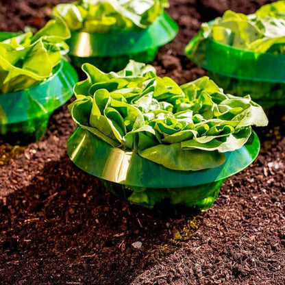 Protecting Young Plants for Healthy Growth