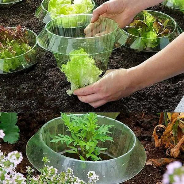 Protecting Young Plants for Healthy Growth
