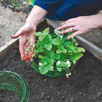 Protecting Young Plants for Healthy Growth