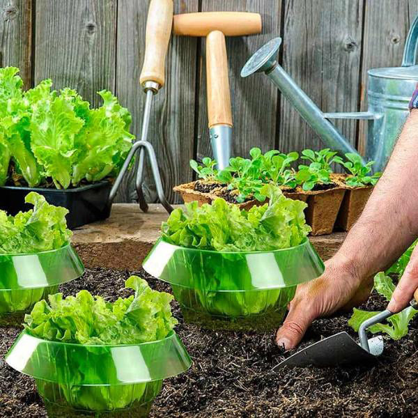 Protecting Young Plants for Healthy Growth