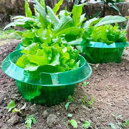Protecting Young Plants for Healthy Growth