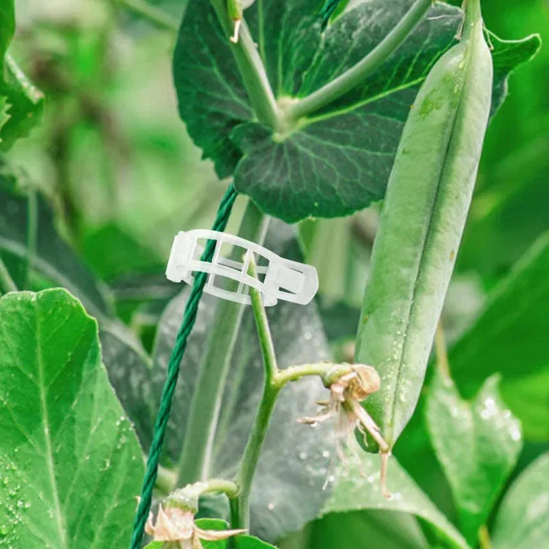 Robust Plant Clips for a Secure Hold (100 Pieces)
